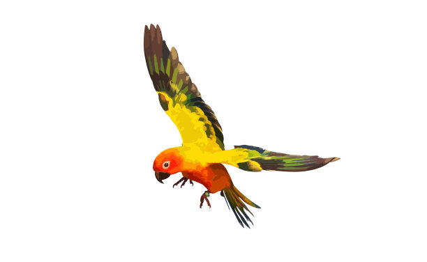 鹦鹉图片下载