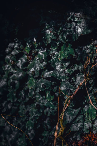 美丽的绿色地衣特写，微距。图片下载