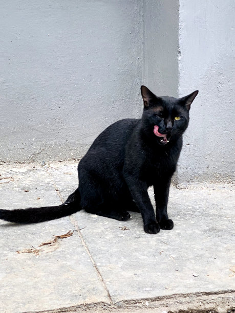 美丽的黑色黄色眼睛猫素材图片图片下载