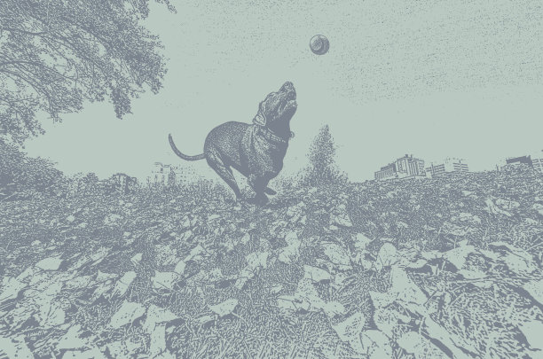 狗在追球图片下载