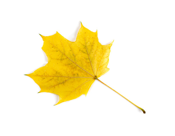 枫叶孤立。彩色秋叶图片下载