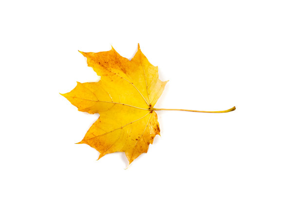 枫叶孤立。彩色秋叶图片下载