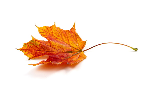 枫叶孤立。彩色秋叶图片下载