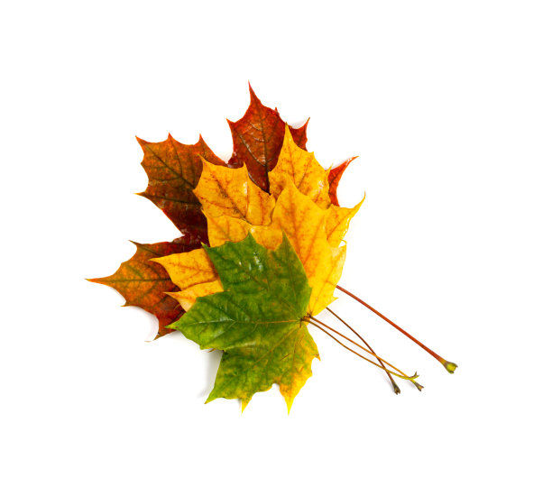 枫叶孤立。彩色秋叶图片下载