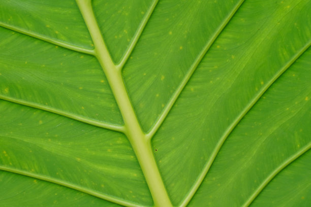 巨大的直立大象图片下载