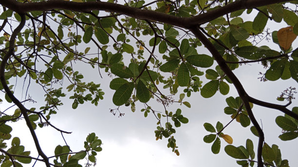 一根小树枝的景色图片下载