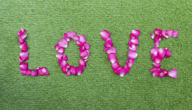 俯视图玫瑰花瓣在一排爱。情人节概念图片下载