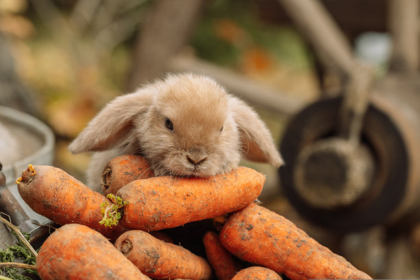 毛茸茸的狐狸兔子与胡萝卜在秋天的背景图片下载