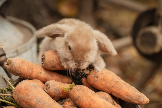 毛茸茸的狐狸兔子与胡萝卜在秋天的背景图片下载