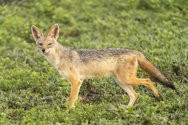 非洲大草原上的豺狼图片下载