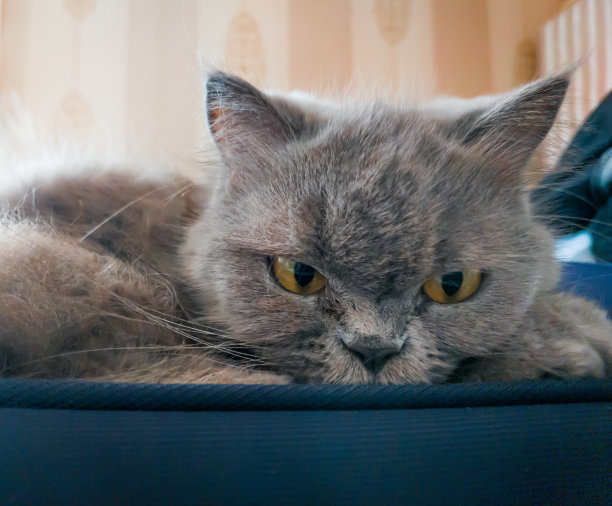 在公寓里，一只宠物猫坐在行李箱上，看着摄像头。图片下载