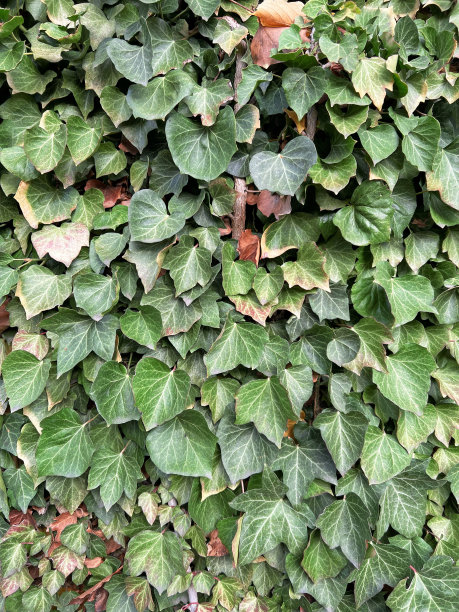 绿色的常青藤叶子挂在墙上。树叶的纹理背景。绿色植物墙纹理的背景设计和生态墙和模切的艺术品。很多树叶。图片下载