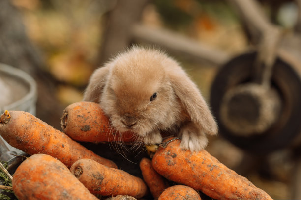 毛茸茸的狐狸兔子与胡萝卜在秋天的背景图片下载