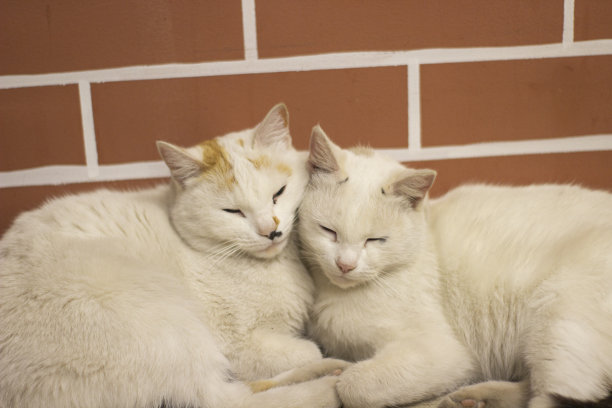 两只可爱的猫在温暖的壁炉边睡觉图片下载