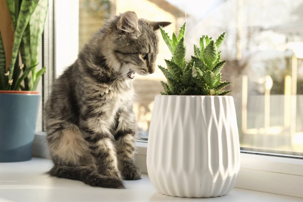 灰色条纹的家猫坐在室内植物周围的窗户上。图片为兽医诊所，关于猫的网站，为猫的食物。小猫和家里的花在花盆里。动物和家里的花图片下载