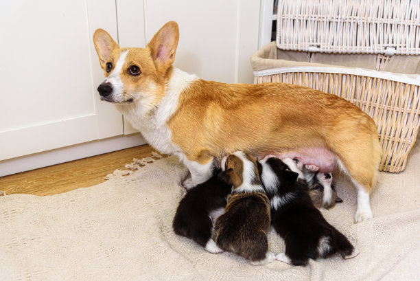 彭布罗克威尔士柯基犬在地上给小狗喂奶图片下载