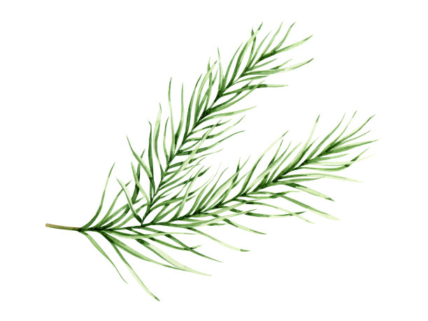 云杉分支图片下载