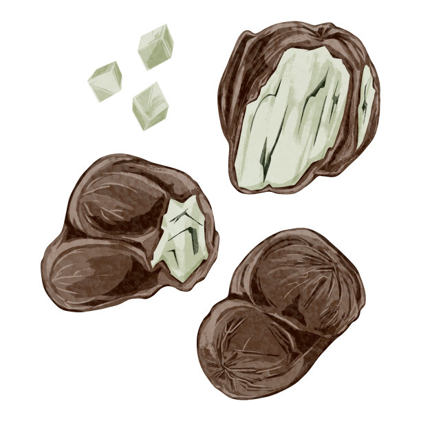 中草药水彩插画(茯苓)图片下载