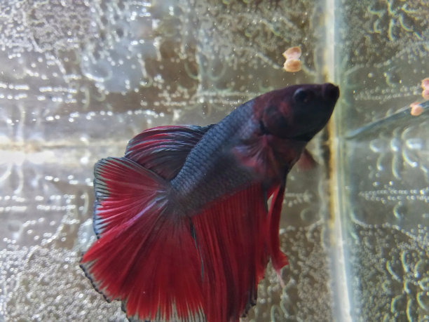 斗鱼水下射击，暹罗斗鱼图片下载