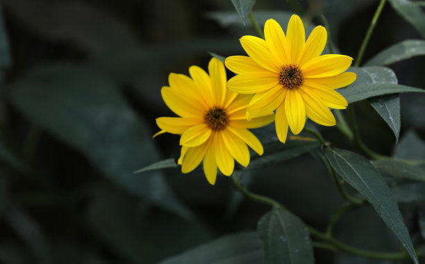 开黄色花的菊芋图片下载