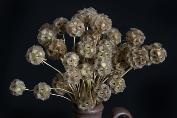 美丽的金穗子荚，复古茶壶里的花束。图片下载