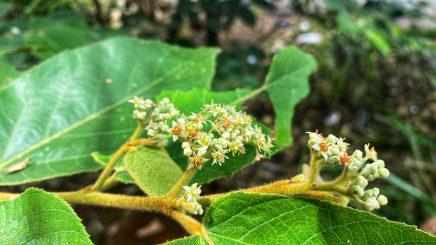 花树在树叶的包围下盛开图片下载