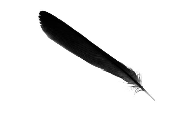 白底黑羽图片下载