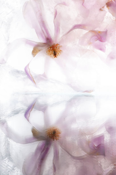 美丽的花朵粉红盛开的玉兰花在透明的冰块。图片下载