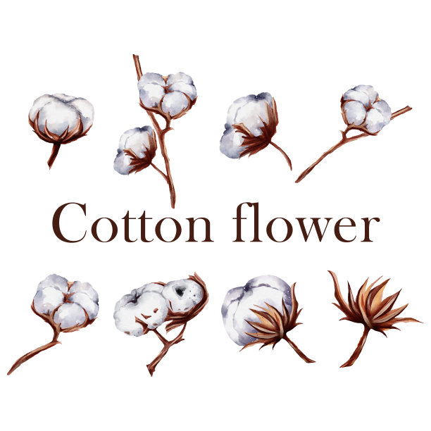 一组水彩棉花花元素矢量图片下载