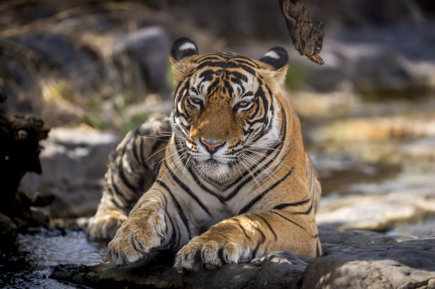ranthambore野生雄性孟加拉虎或panthera底格里斯虎极端特写美术肖像在ranthambore国家公园或老虎保护区拉贾斯坦印度亚洲图片下载