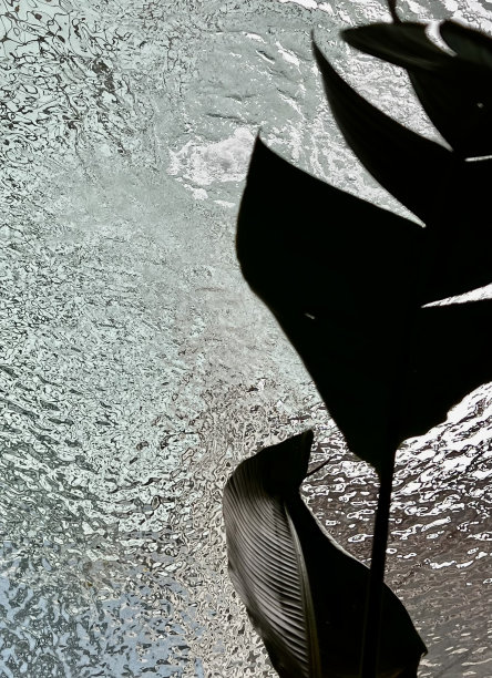 池塘和热带树叶图片下载