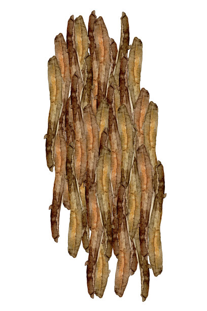 松树树皮在森林水彩插图图片下载