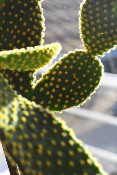 仙人掌特写库存照片图片下载