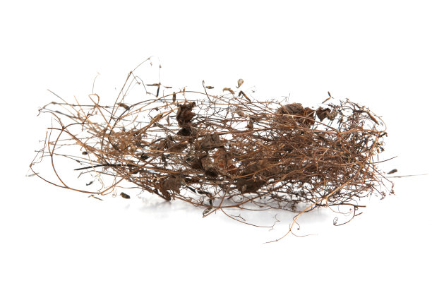 干燥的野生草甸植物，草或草本植物孤立在白色背景。图片下载