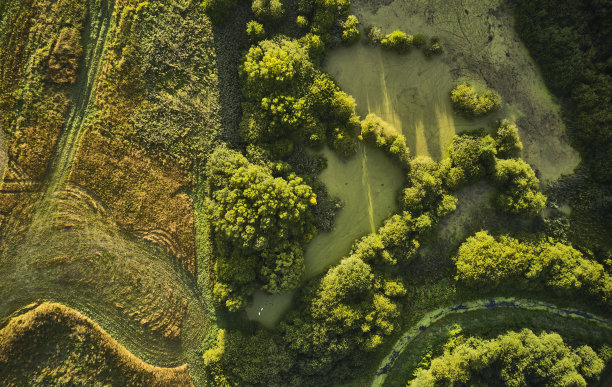 沼泽和草地图片下载