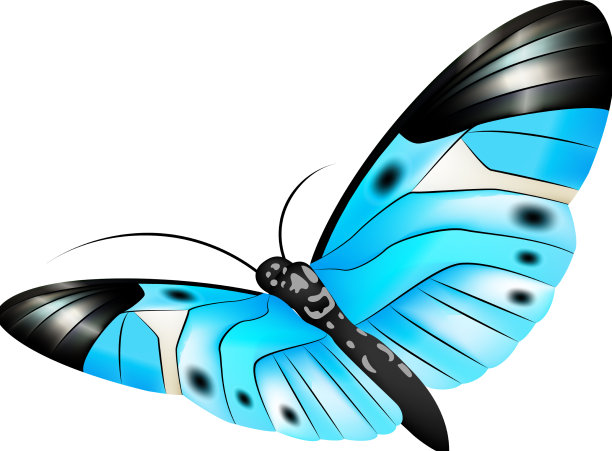 飞蛾与图案翅膀蓝蝴蝶图片下载