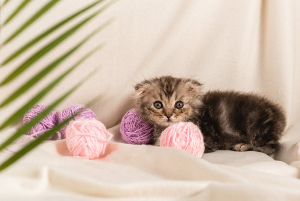 一只自制的棕色毛茸茸的小猫咪躺在室内的米色格纹地毯上，上面缠着一捆捆的淡紫色毛线。棕榈树枝图片下载
