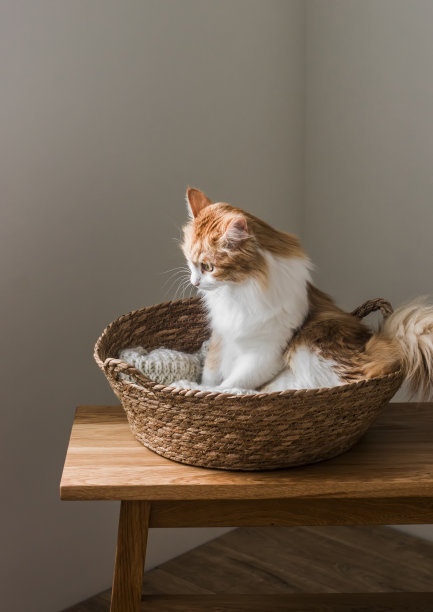 在木凳上的草筐里自制姜猫图片下载