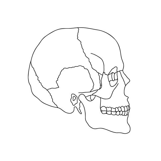 一个人的头骨，在白色背景上用线条画的。图片下载
