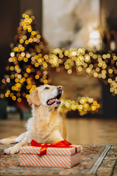 在圣诞花环的灯光背景下，一只灰色的小猫躺在2023年新年的数字旁边图片下载