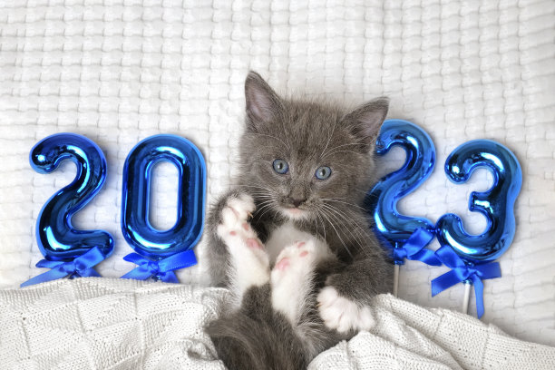 和凯特新年快乐。可爱的灰色苏格兰小猫坐在柔软的针织毯子上。2023年的明信片。快乐的庆祝活动。动物,宠物。有趣的小猫在蓝色的数字白色的新年。圣诞节的猫图片下载