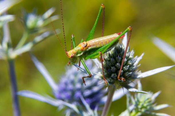一只背上有黑、绿、白条纹的绿色蚱蜢，坐在一朵蓝蓟紫水晶的杏花上——紫水晶杏花。特写细节。水平图片下载