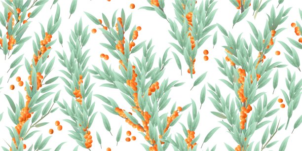 树枝上长满了沙棘，结满了成熟的果实。收获可食用的园林植物。无缝的图案组合。有叶子和叶子的树枝。孤立的白色背景。向量图片下载