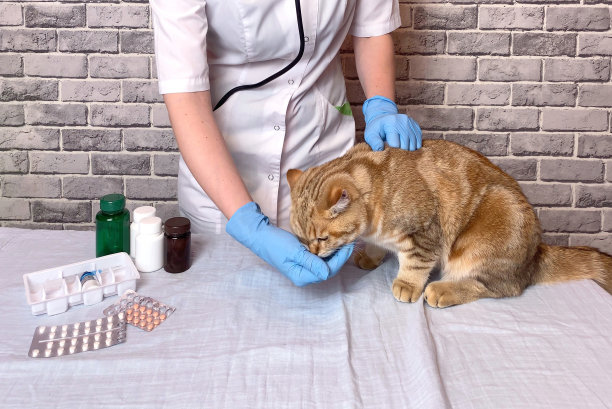 兽医医生在兽医诊所给猫咪用药图片下载
