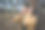 一女子在公园或森林在线指导冥想自我护理的概念图片下载