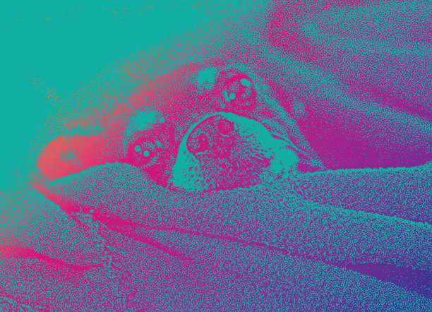 被宠爱的吉娃娃，懒洋洋地躺在床上图片下载