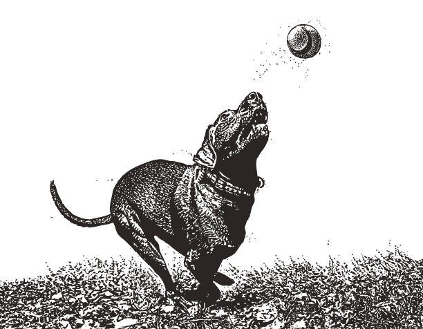 狗在追球图片下载