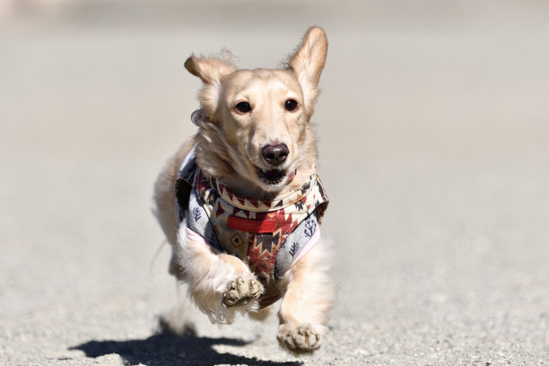 在狗跑中精力充沛地奔跑的狗。图片下载