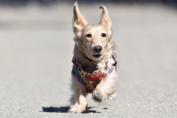 在狗跑中精力充沛地奔跑的狗。图片下载