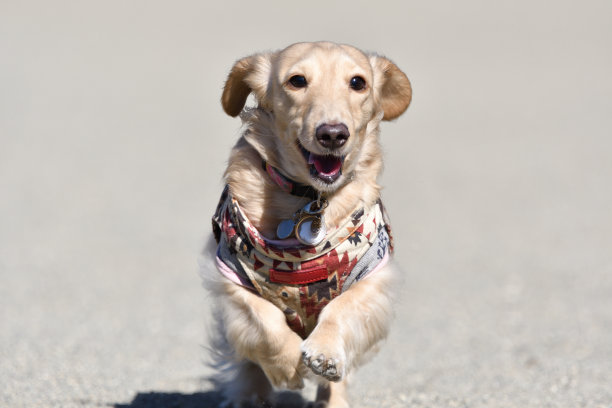 在狗跑中精力充沛地奔跑的狗。图片下载